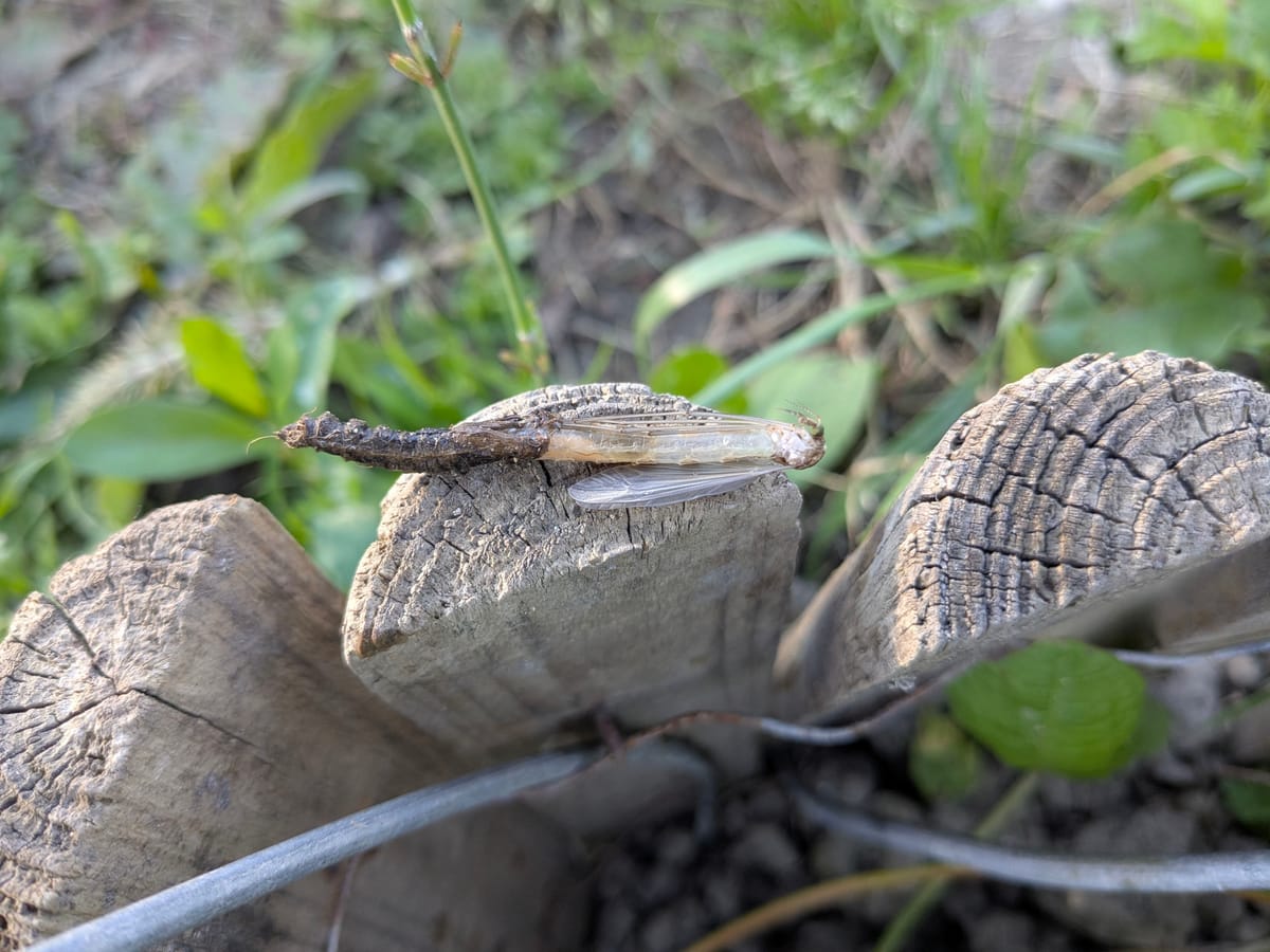 Speciazioni - N°015